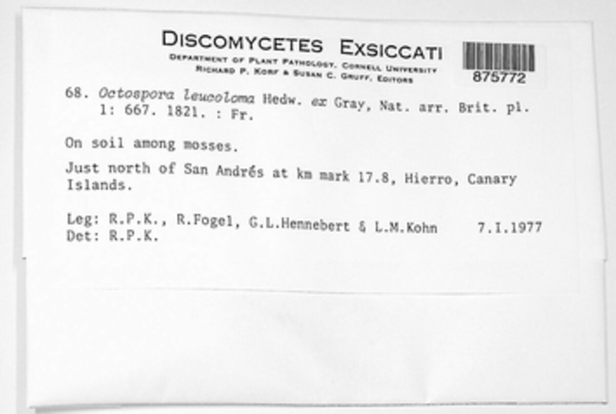 Octospora leucoloma image